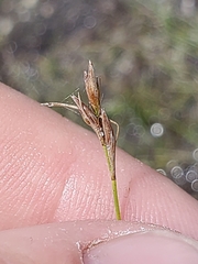 Rhynchospora capillacea