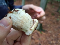Boletus pinophilus