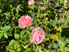 Rosa × grovesii