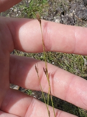 Rhynchospora capillacea