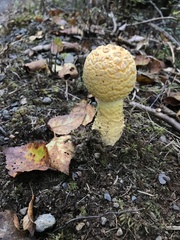 Amanita muscaria
