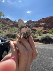 Sceloporus uniformis