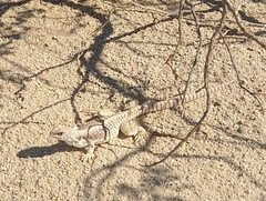 Dipsosaurus dorsalis