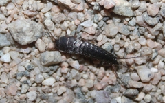 Allacrotelsa spinulata