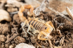 Parabuthus brevimanus