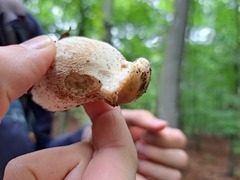 Boletus pinophilus
