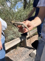 Sceloporus uniformis
