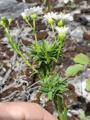 Adelges abietis