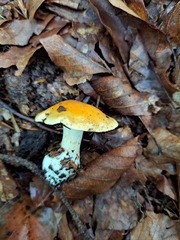 Russula claroflava