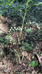 Styphnolobium affine