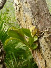 Prosthechea boothiana