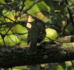 Empidonax