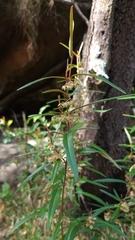 Lasiopetalum ferrugineum
