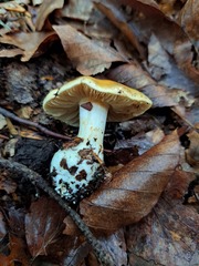 Russula claroflava