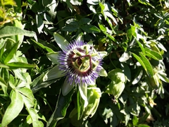 Passiflora caerulea