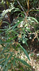 Lasiopetalum ferrugineum