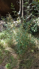 Lasiopetalum ferrugineum