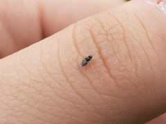 Thecophora