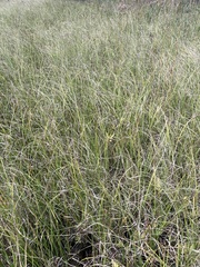 Carex utriculata
