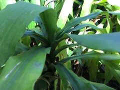 Dracaena fragrans