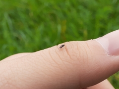 Thecophora