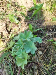 Alchemilla