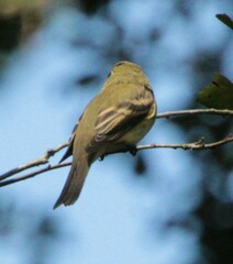 Empidonax