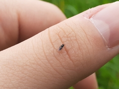 Thecophora