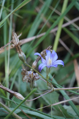 Brodiaea coronaria