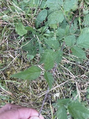 Rubus ursinus