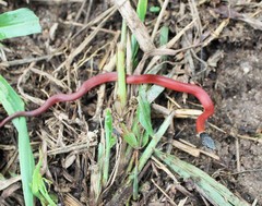 Stripeless Snake photo 2