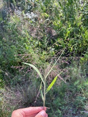 Eragrostis spectabilis