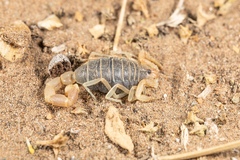 Parabuthus brevimanus