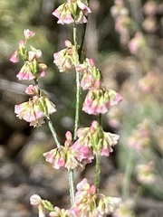Eriogonum polycladon