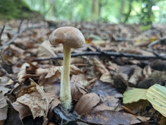 Collybiopsis peronata