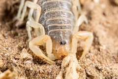 Parabuthus brevimanus