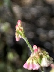 Eriogonum polycladon