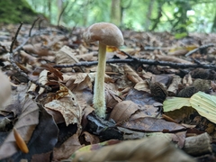 Collybiopsis peronata
