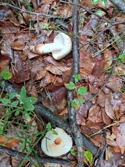 Amanita citrina