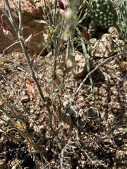 Eriogonum polycladon