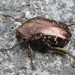 Oriental Flower Beetle - Photo (c) ttnwen, some rights reserved (CC BY-NC)