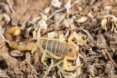 Parabuthus brevimanus