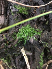 Chiloscyphus coalitus