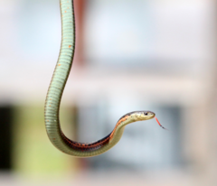 Thamnophis elegans terrestris