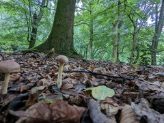 Collybiopsis peronata