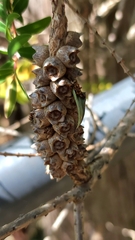Melaleuca hypericifolia