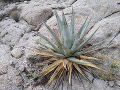 Agave simplex