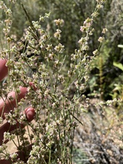 Eriogonum polycladon