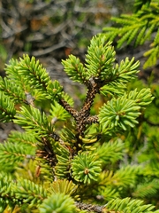 Picea mariana