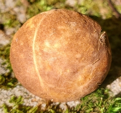 Gyroporus castaneus